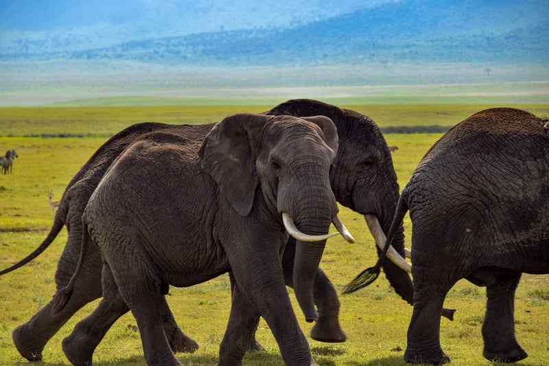 Elephant in the jungle